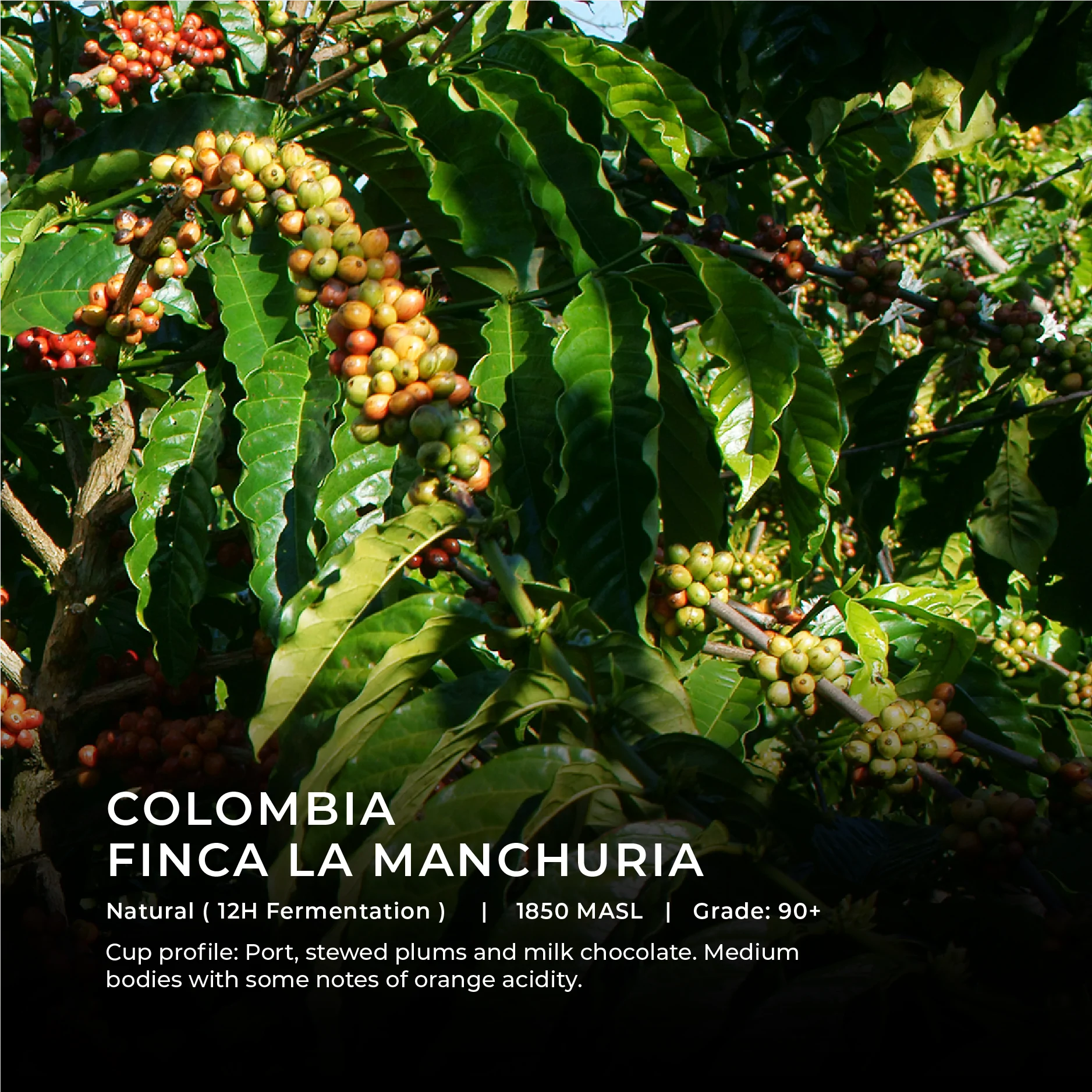 Colombia - Finca La Manchuria [Grade 90+]
