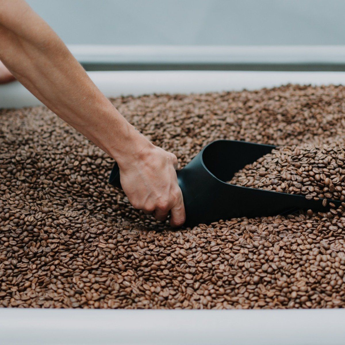 Rhino Bean Scoop